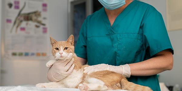 Anestesiologia De Pequenos Animais