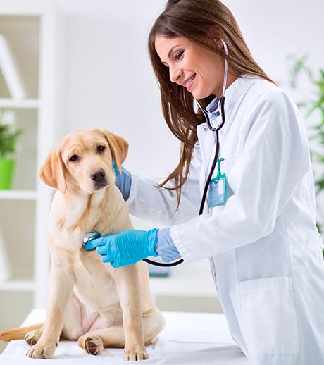 Análises Clínicas Em Medicina Veterinária